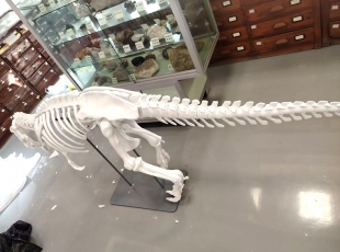 霸王龙可拆装骨架模型